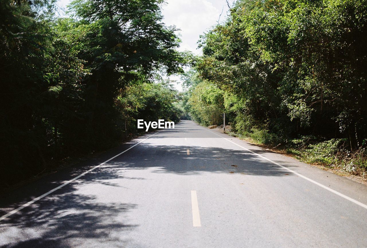 EMPTY ROAD AMIDST TREES IN CITY