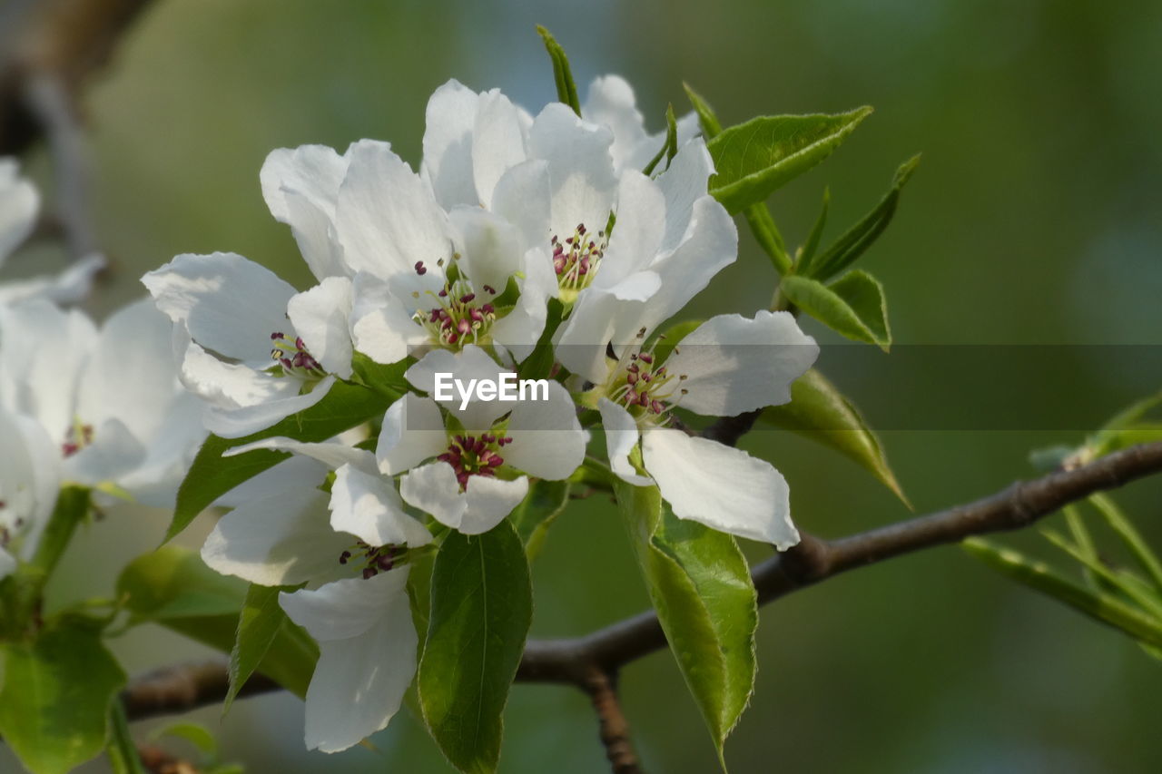 CLOSE-UP OF WHITE CHERRY BLOSSOMS ON BRANCH