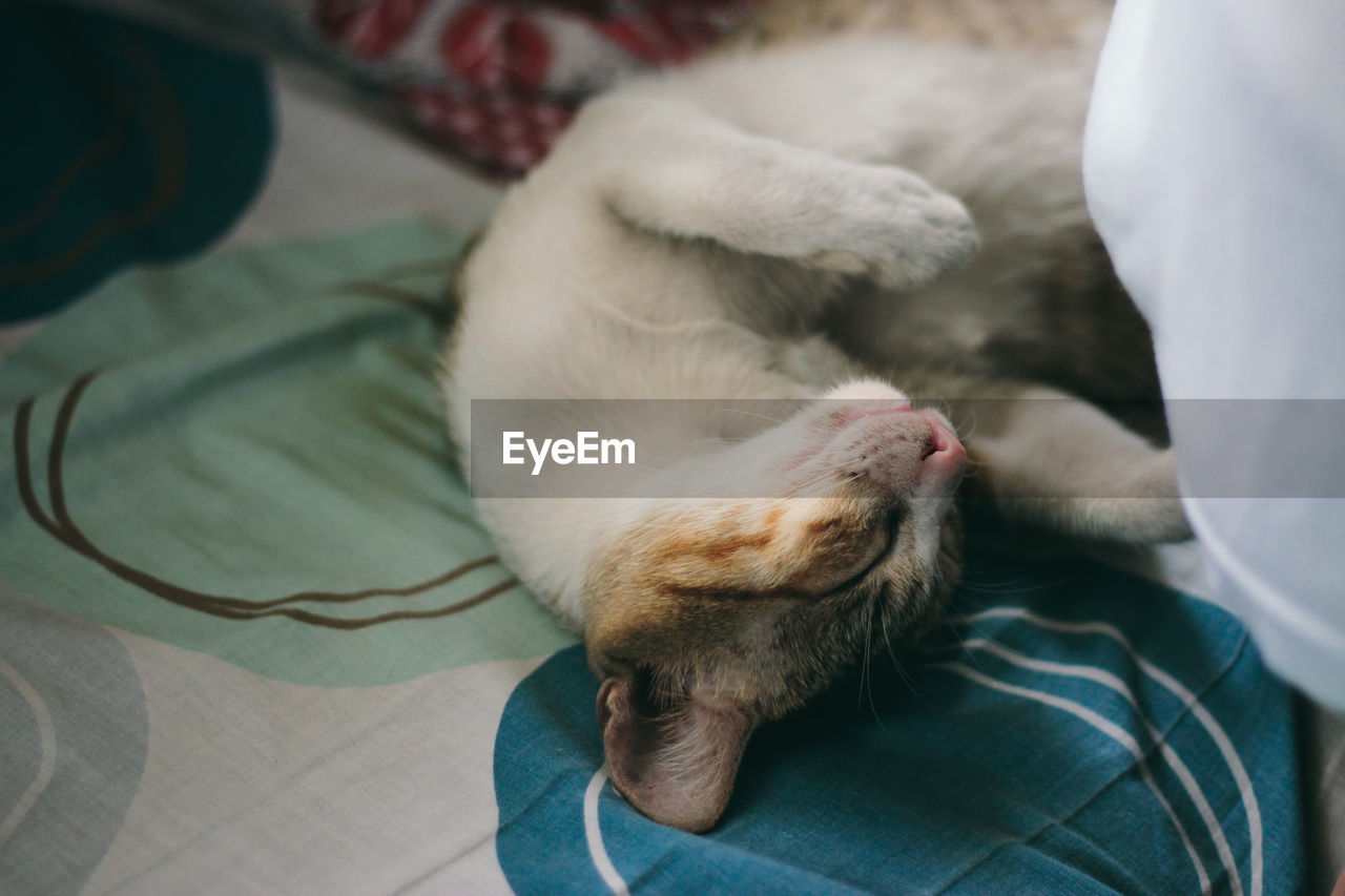 High angle view of cat sleeping on bed