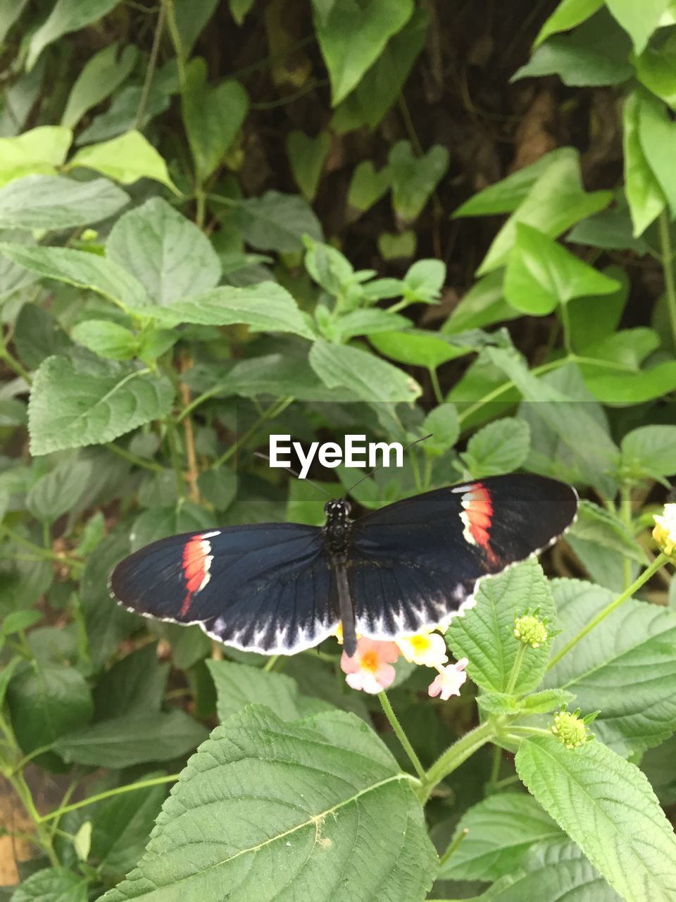 CLOSE-UP OF BUTTERFLY PERCHING ON LEAF