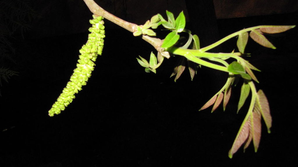 Close-up of plants growing at night