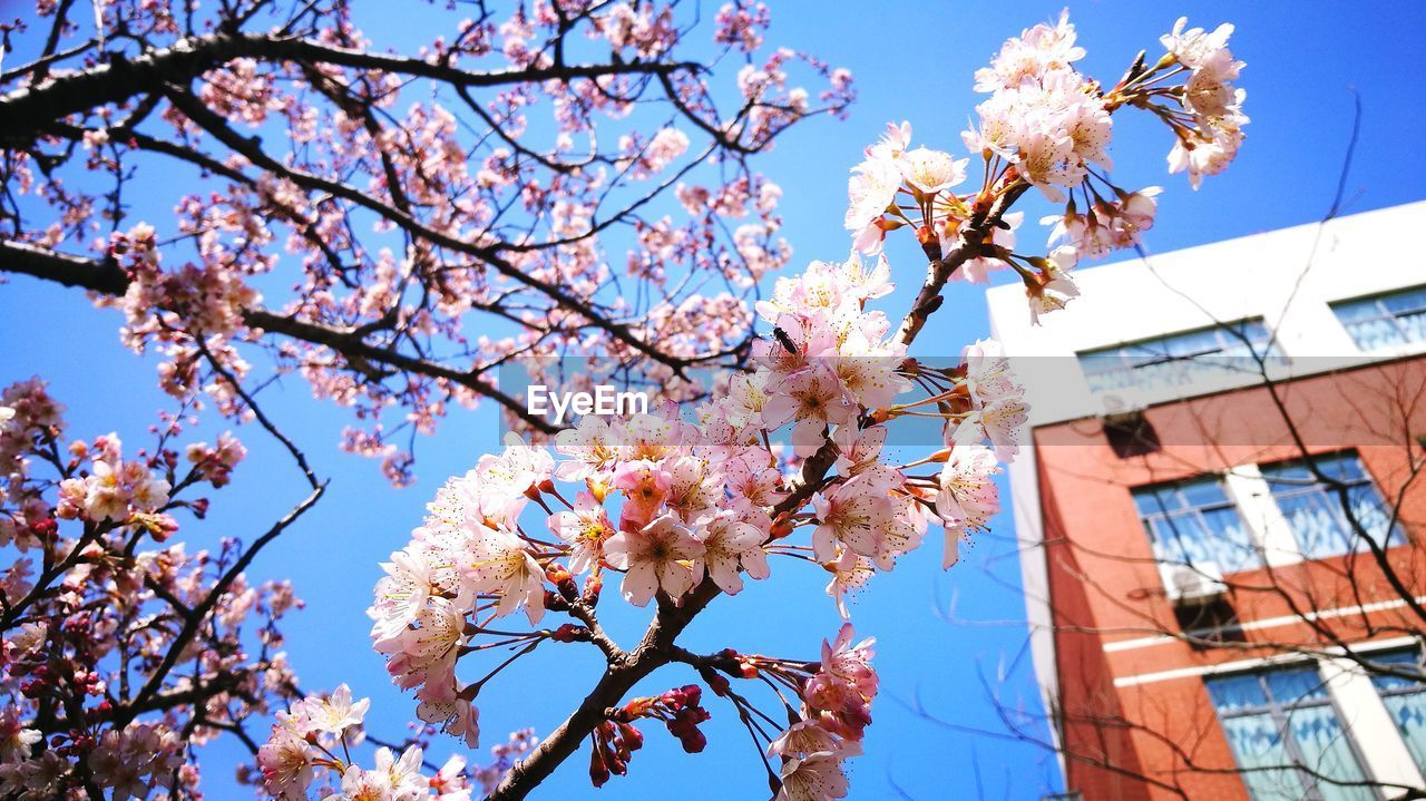 LOW ANGLE VIEW OF CHERRY BLOSSOMS