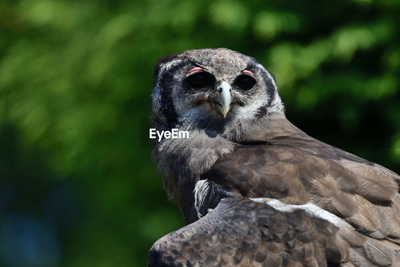 Close up portrait of a verreauxs eagle owl