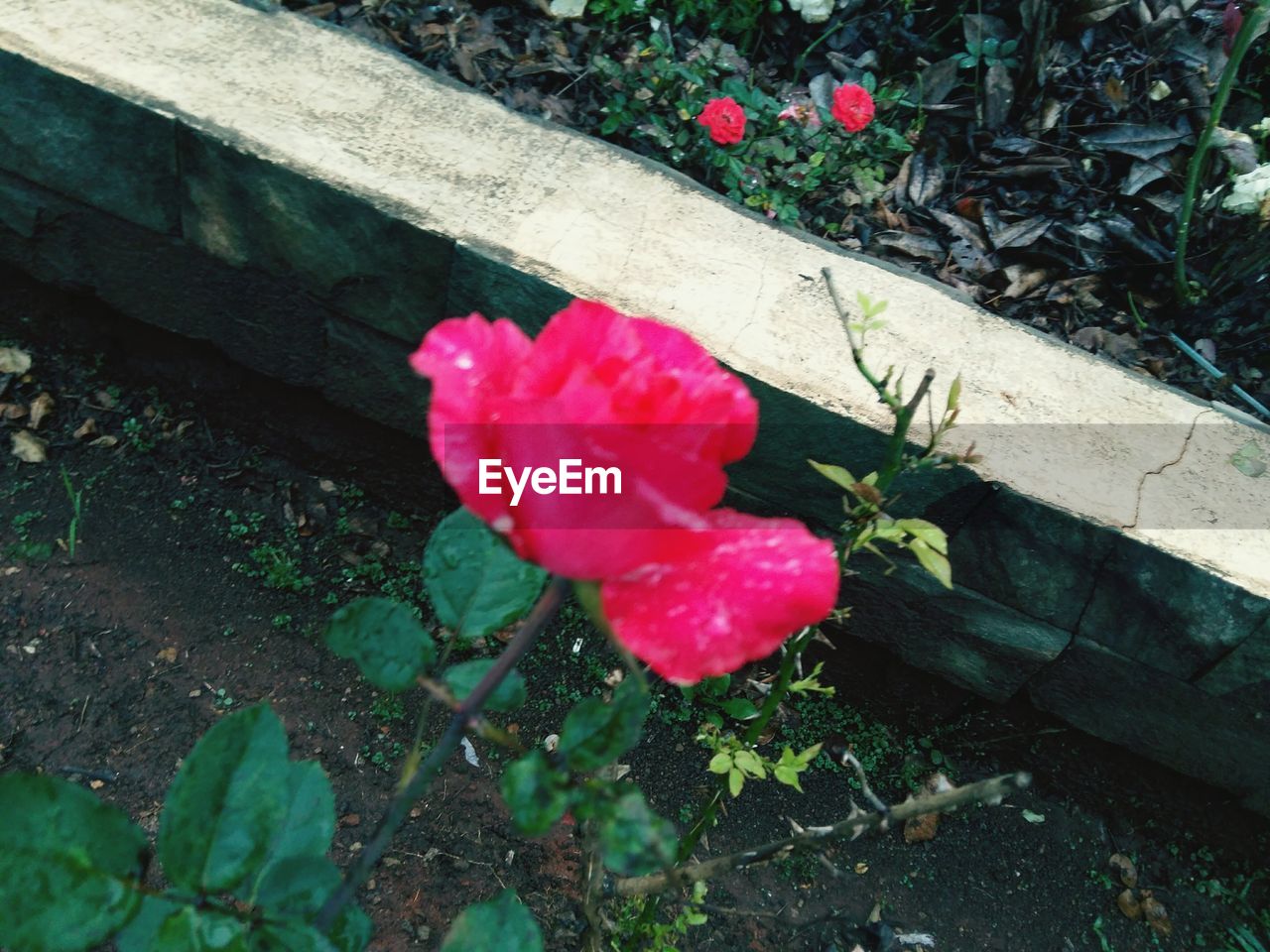 HIGH ANGLE VIEW OF RED ROSE BLOOMING OUTDOORS