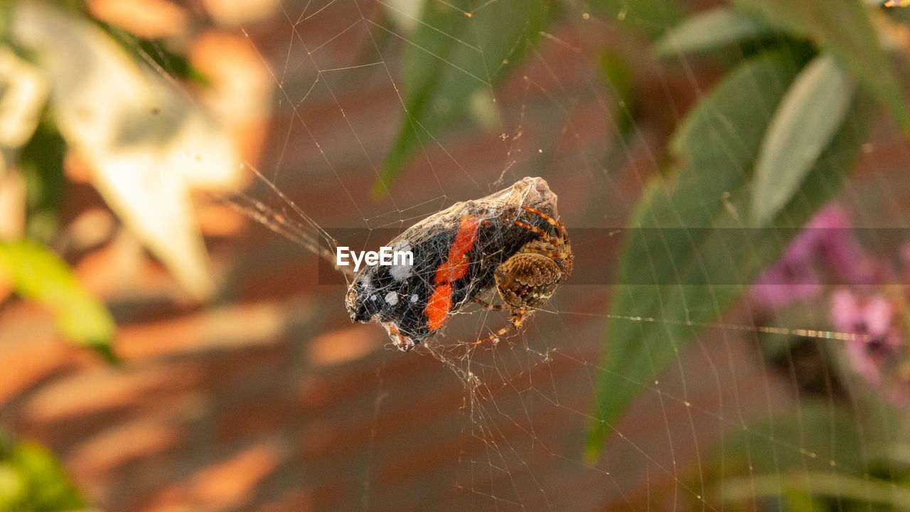 CLOSE-UP OF SPIDER