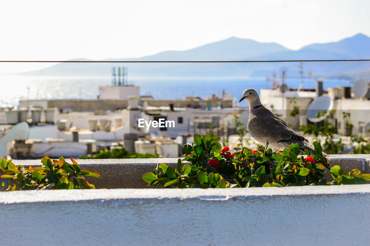 Bird perching on balcony