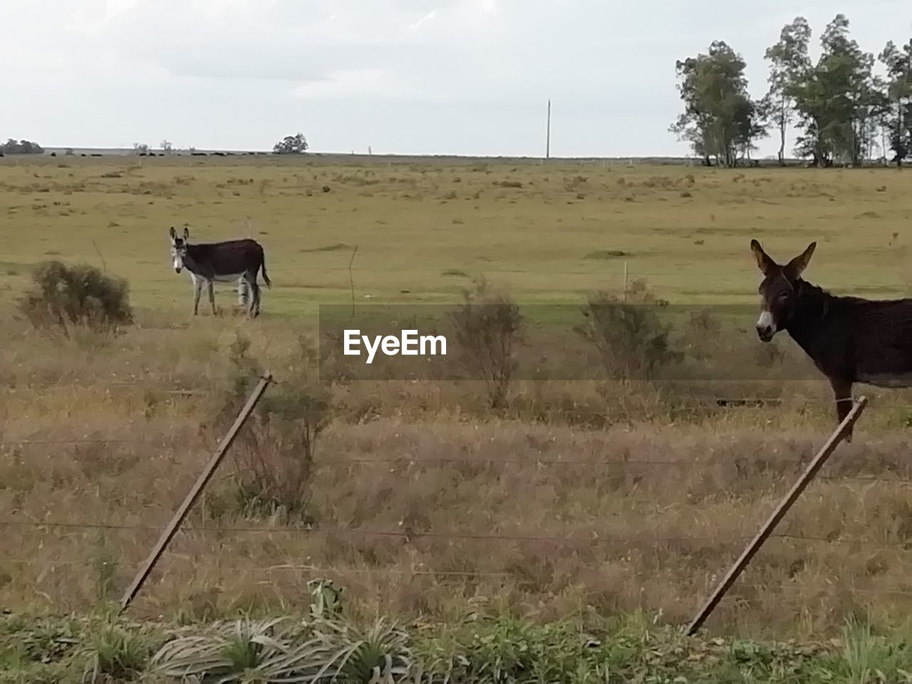 HORSE IN THE FIELD