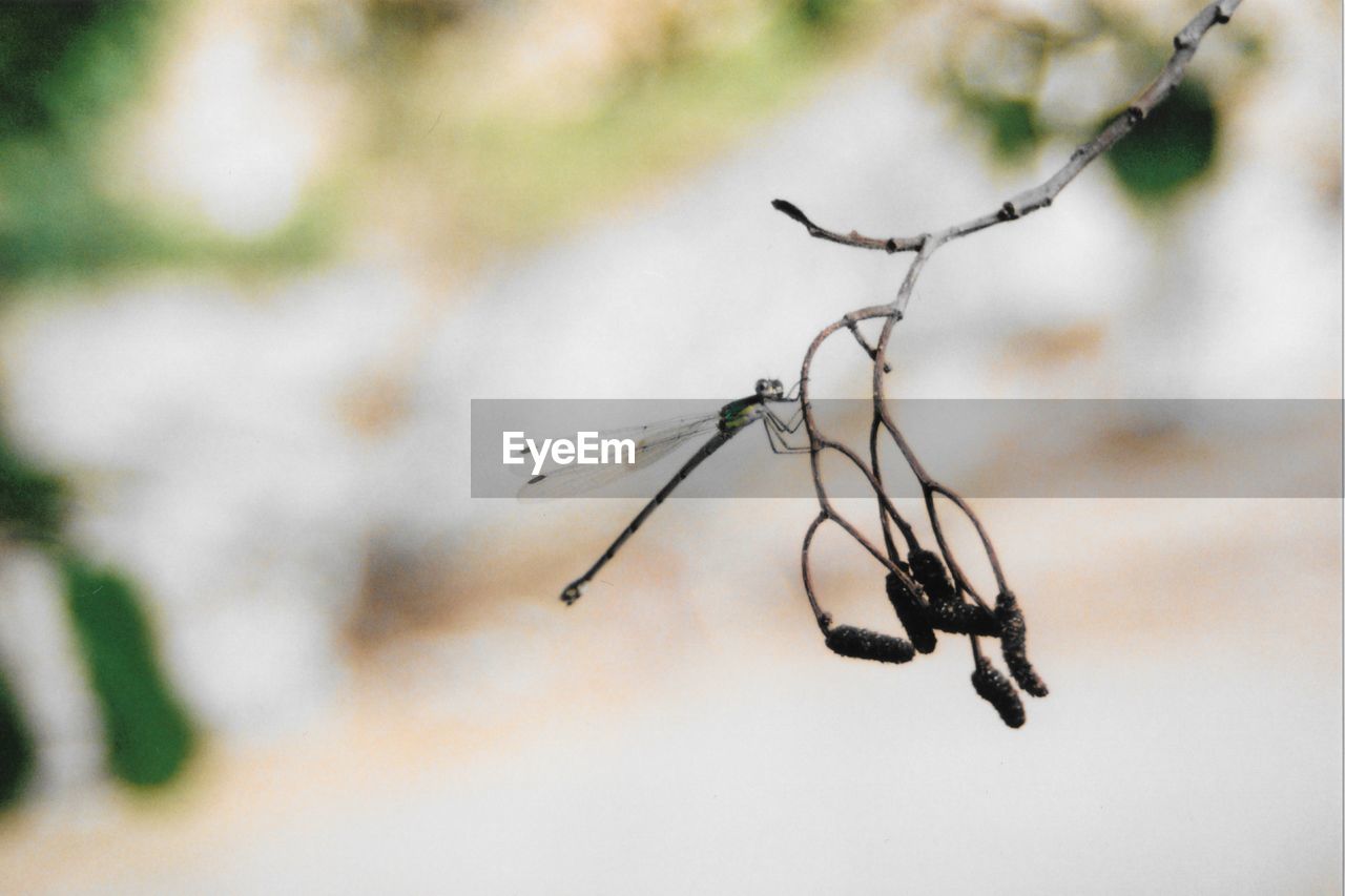 CLOSE-UP OF INSECT ON TREE