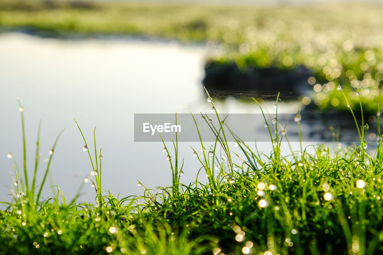 Close-up of grass growing on field