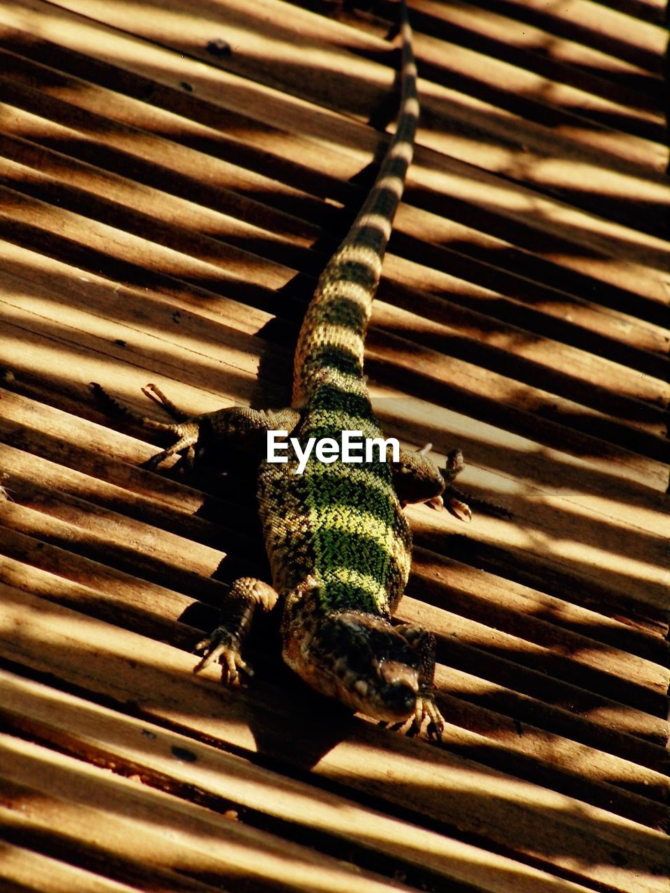HIGH ANGLE VIEW OF LIZARD