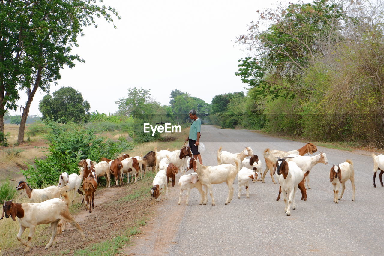 Horses on road by trees against clear sky