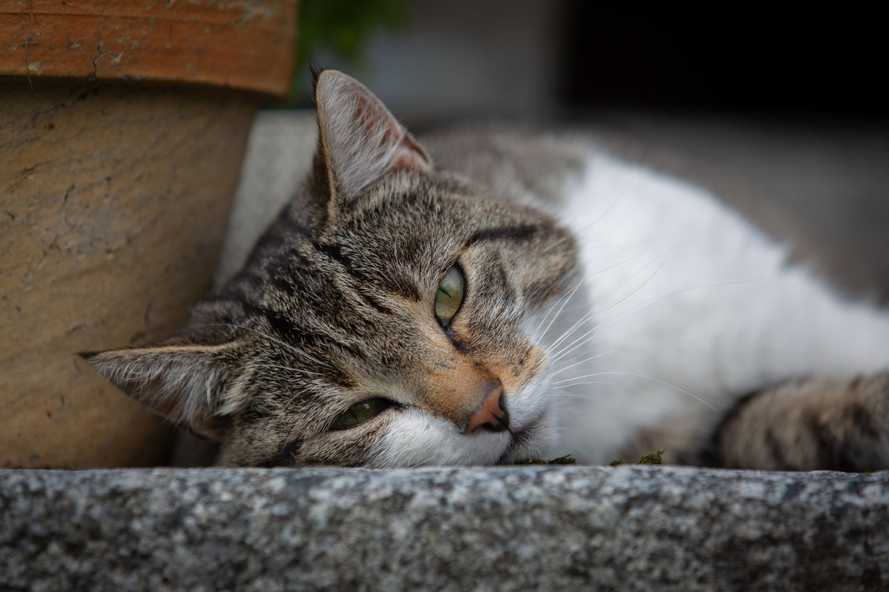 animal themes, animal, pet, mammal, cat, domestic cat, domestic animals, feline, one animal, close-up, relaxation, whiskers, small to medium-sized cats, felidae, lying down, no people, tabby cat, resting, animal body part, sleeping, carnivore, portrait, kitten, eyes closed, focus on foreground