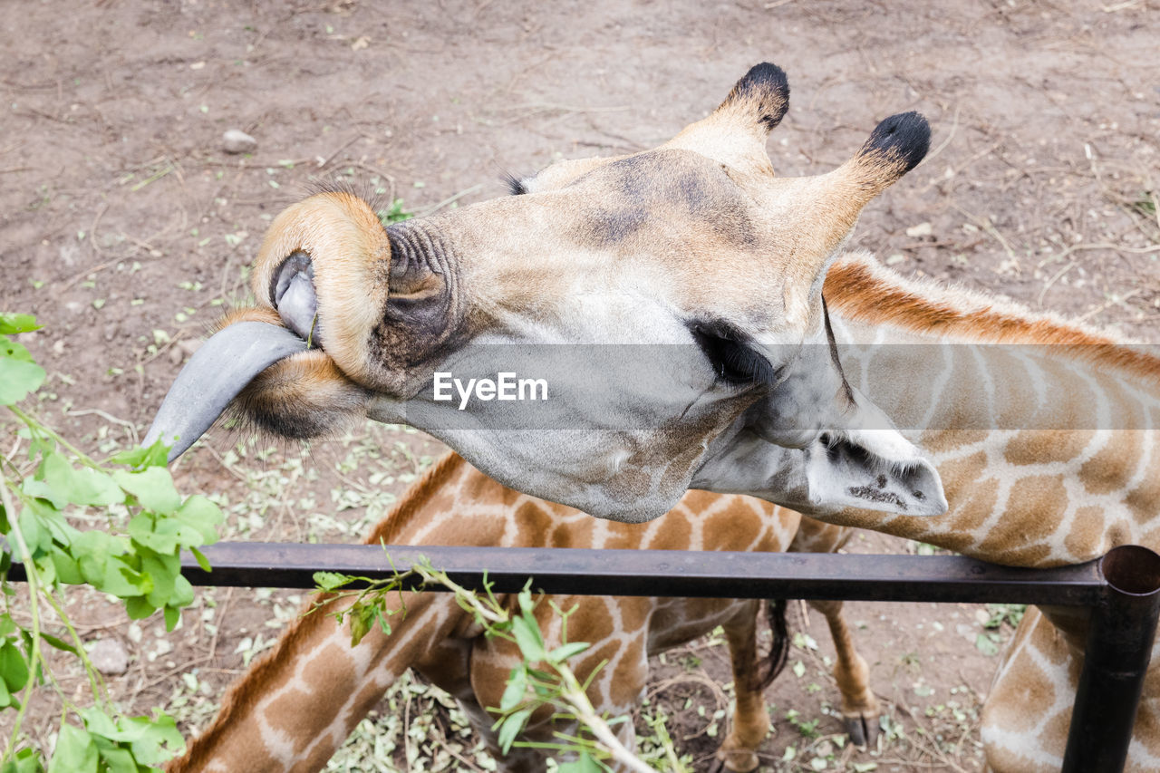 close-up of a horse