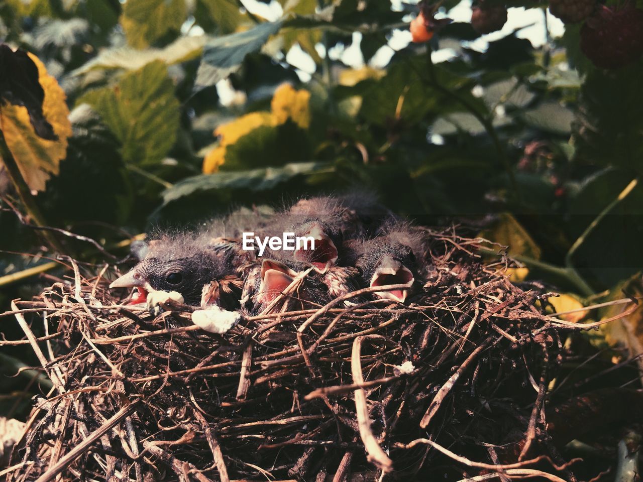 Close-up of hatchlings in nest