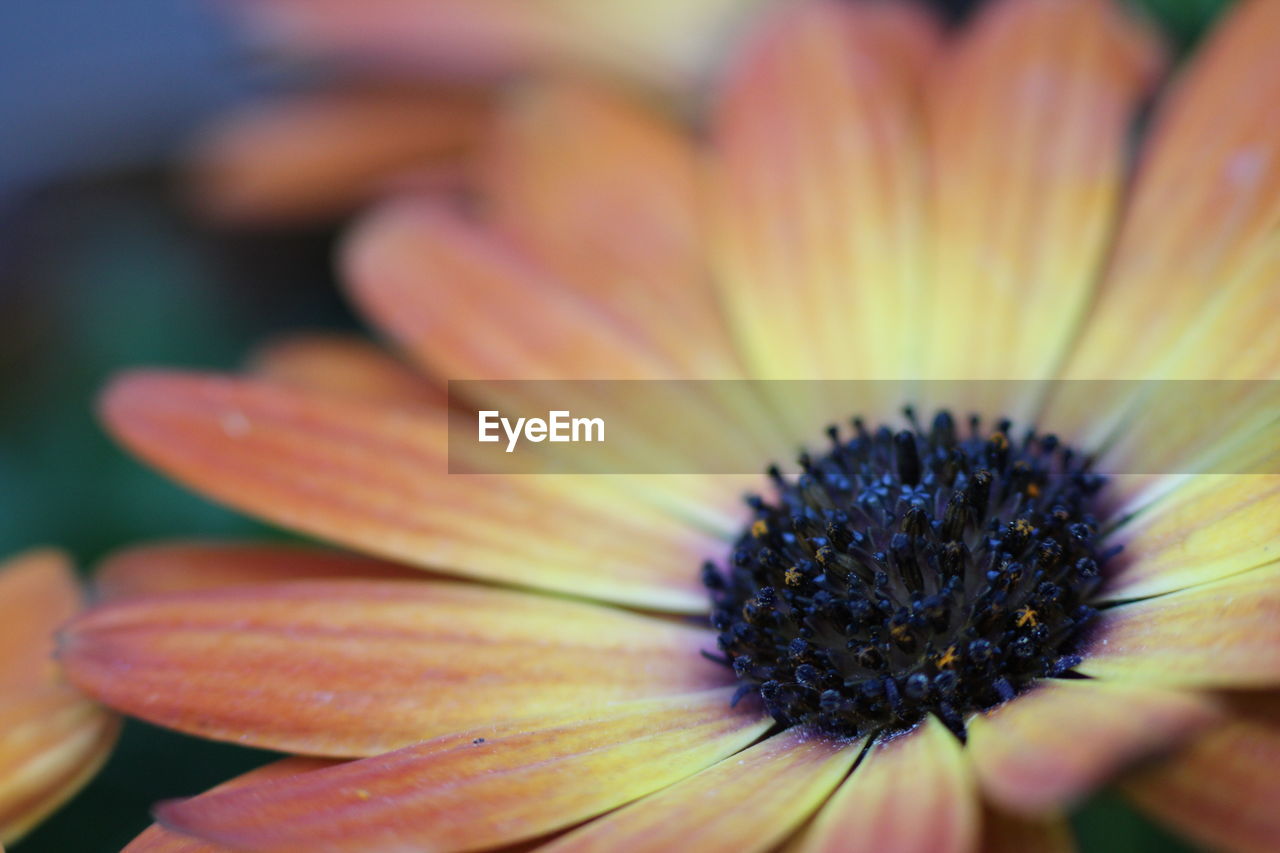 Close-up of flower pollen