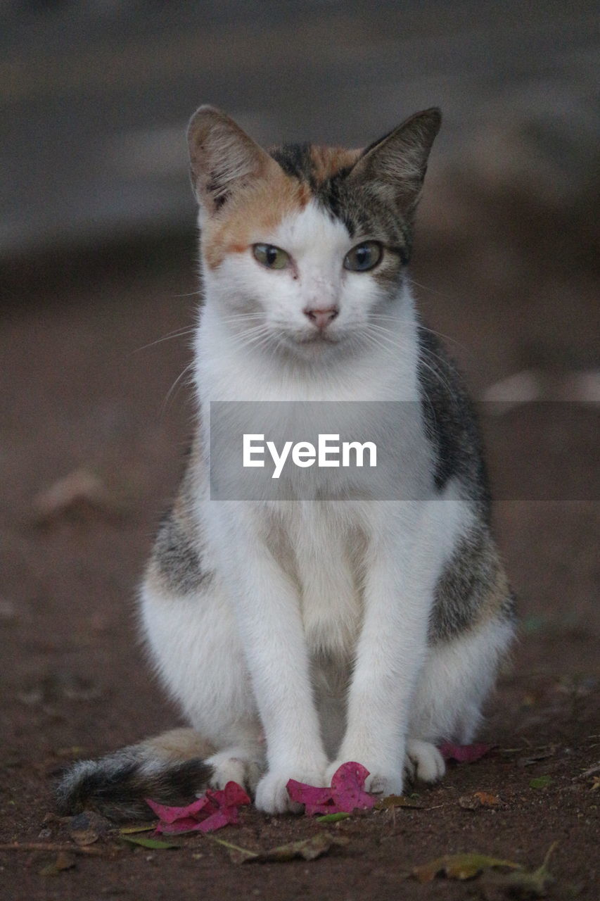 animal themes, animal, mammal, cat, pet, one animal, domestic animals, domestic cat, feline, whiskers, kitten, felidae, small to medium-sized cats, no people, portrait, animal body part, cute, looking at camera, young animal