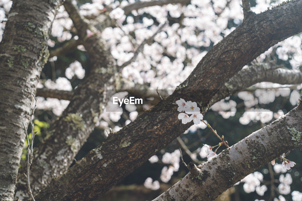 tree, plant, branch, spring, flower, winter, nature, snow, beauty in nature, tree trunk, day, focus on foreground, trunk, low angle view, no people, leaf, growth, outdoors, blossom, springtime, flowering plant, twig, white, fragility, tranquility