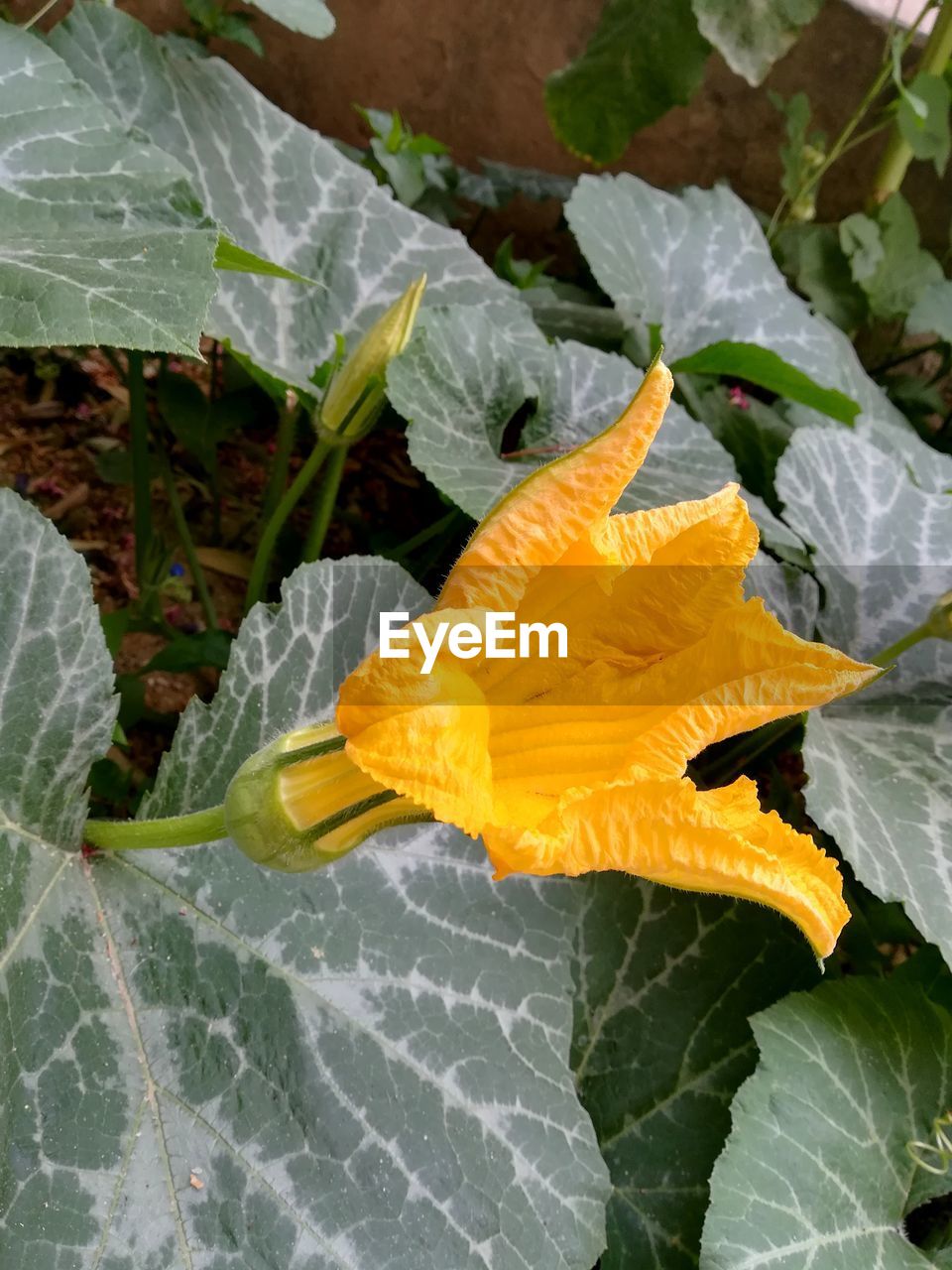 CLOSE-UP OF YELLOW FLOWERING PLANT ON LEAF