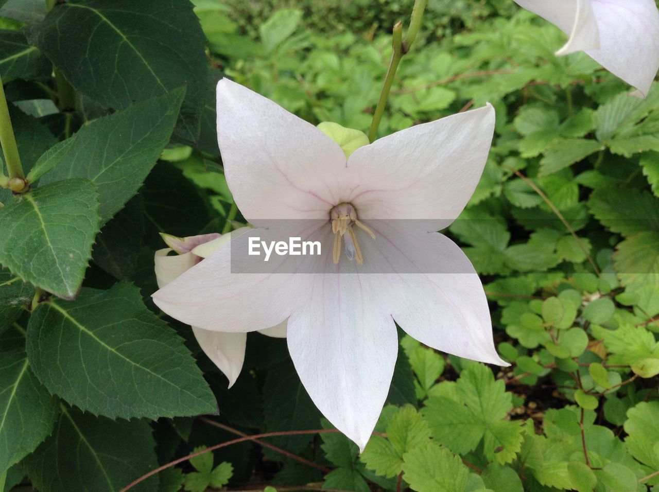 flower, plant, flowering plant, freshness, leaf, beauty in nature, plant part, petal, growth, fragility, close-up, inflorescence, flower head, nature, white, no people, green, pollen, day, botany, outdoors