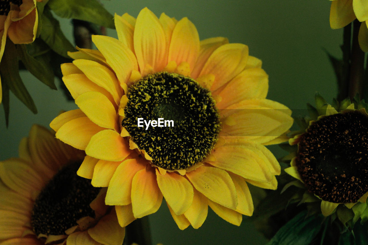 CLOSE-UP OF YELLOW SUNFLOWER BLOOMING OUTDOORS