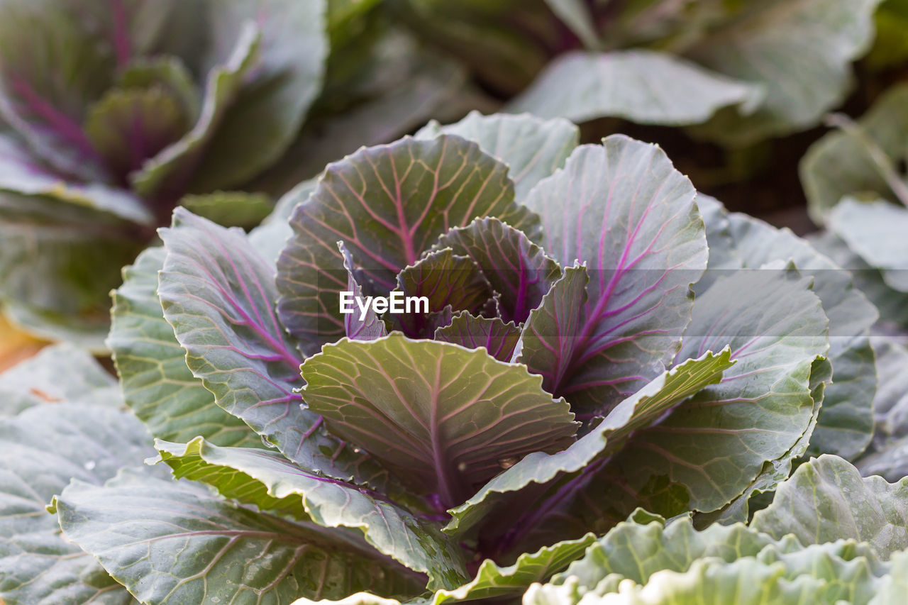 Freshly harvested cabbage,young purple cabbage in garden