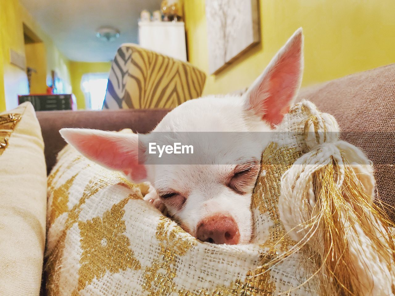 Close-up portrait of a dog at home