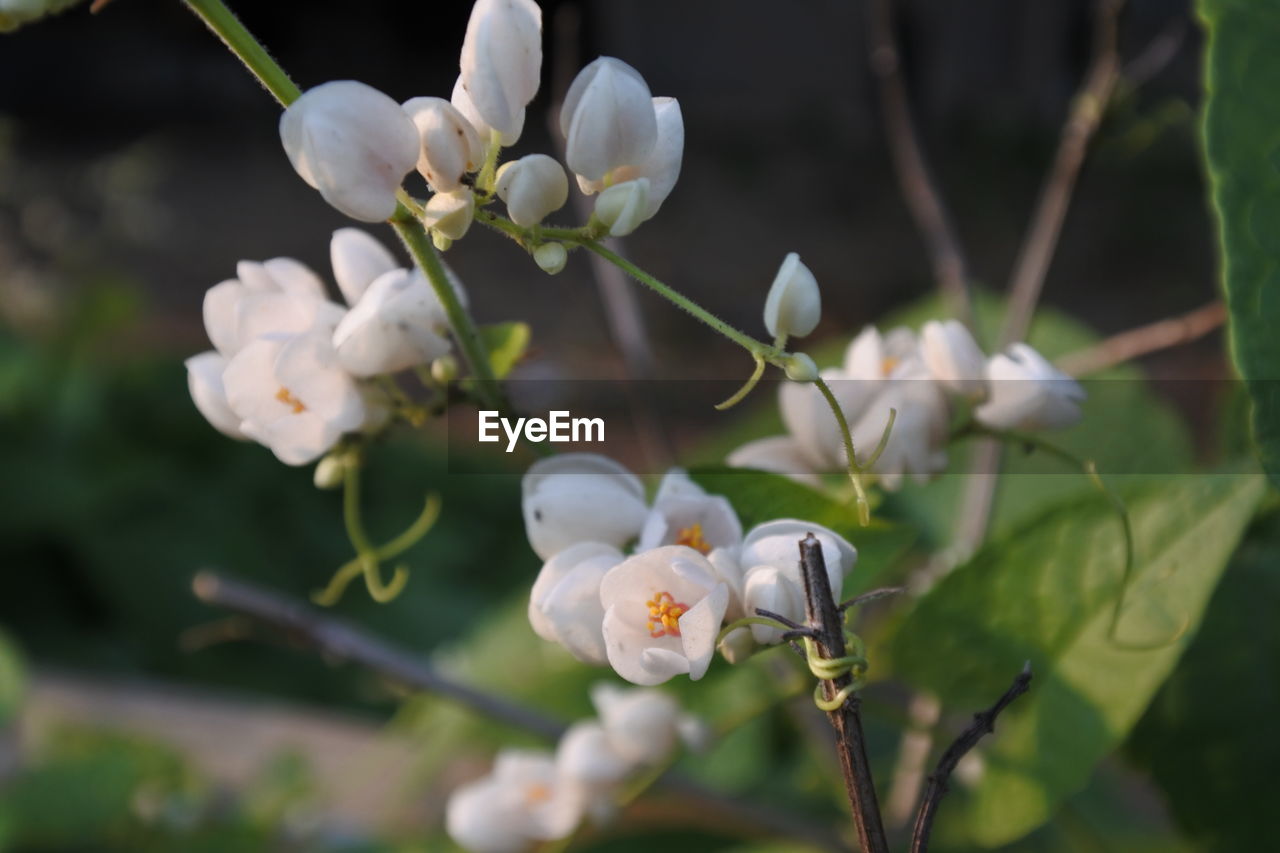 CLOSE-UP OF WHITE FLOWERING PLANT WITH BRANCH