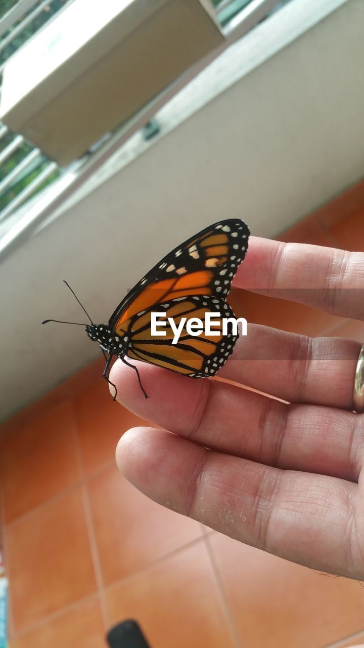 Close-up of butterfly on hand