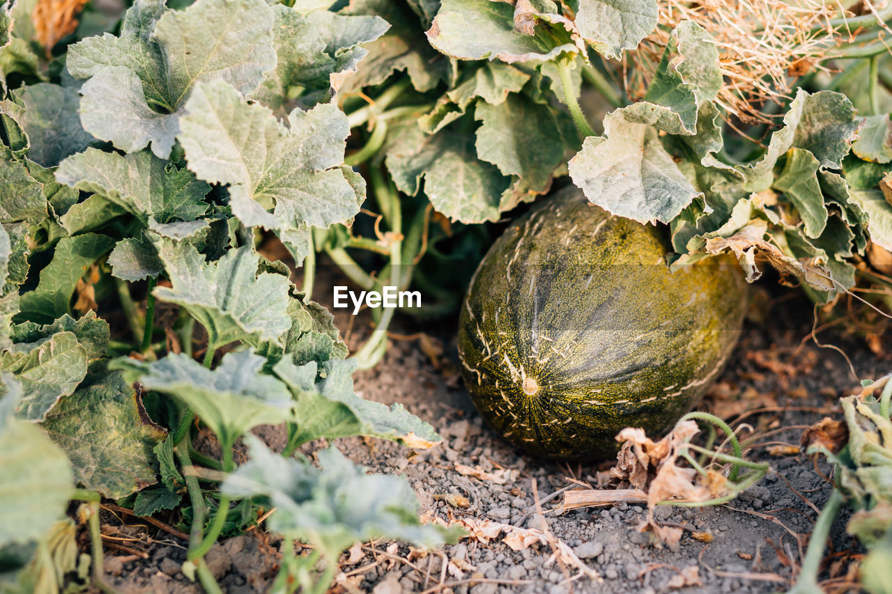 High angle view of watermelon growing at organic farm