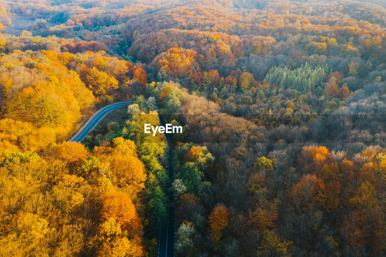 HIGH ANGLE VIEW OF YELLOW TREES IN FOREST