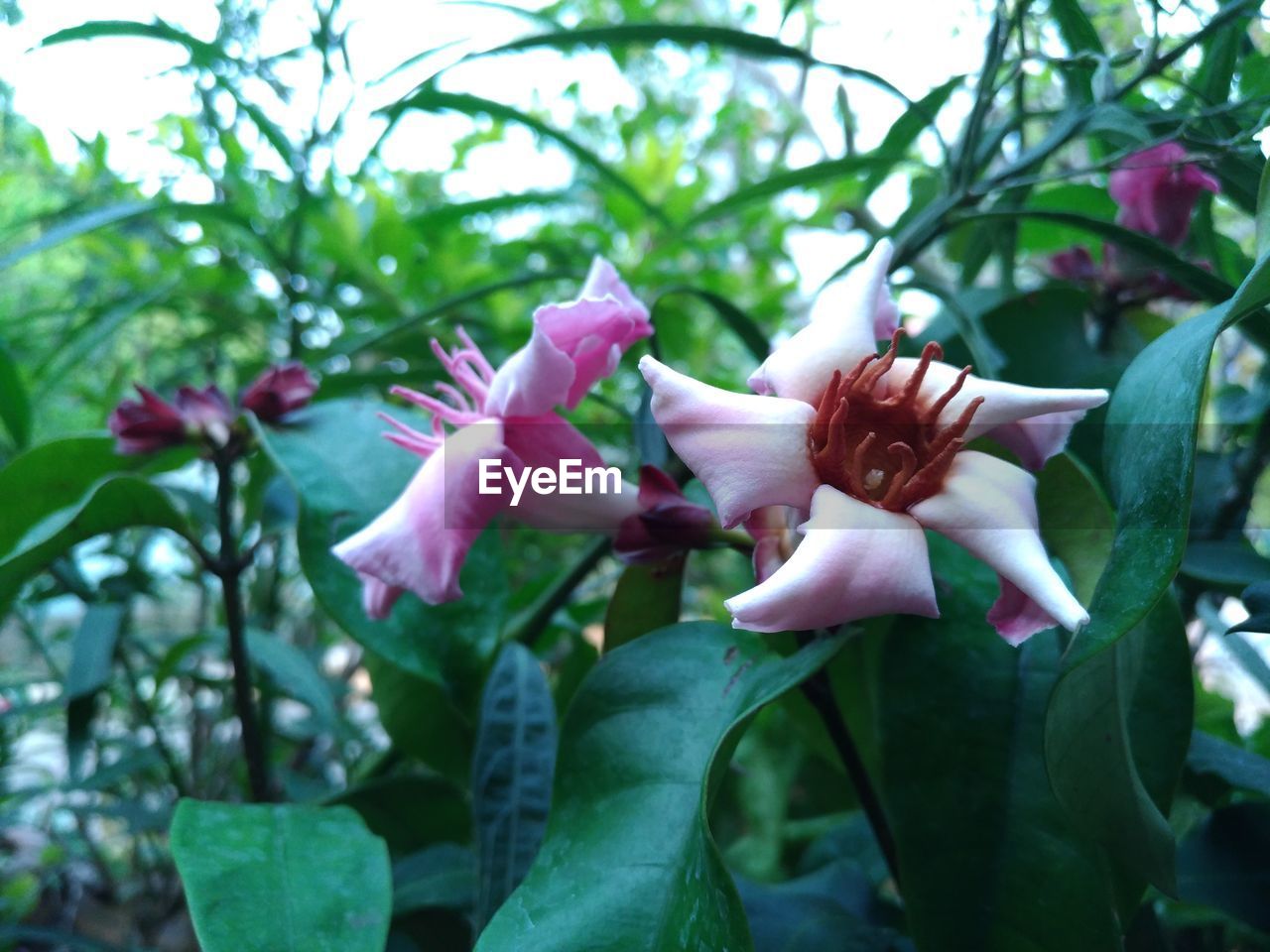 CLOSE-UP OF PINK FLOWERS BLOOMING OUTDOORS