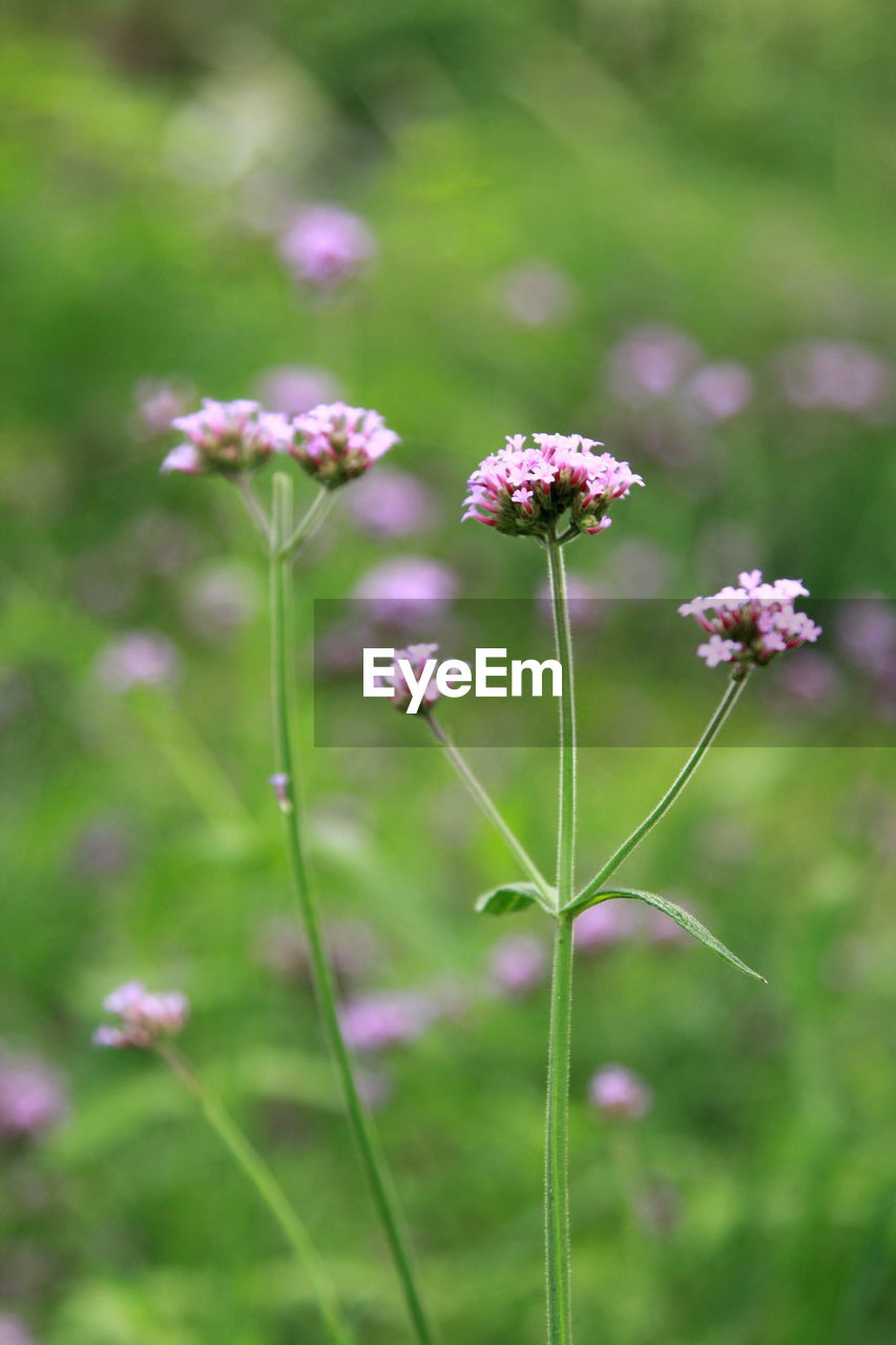 Close-up of pink flowering plants on land