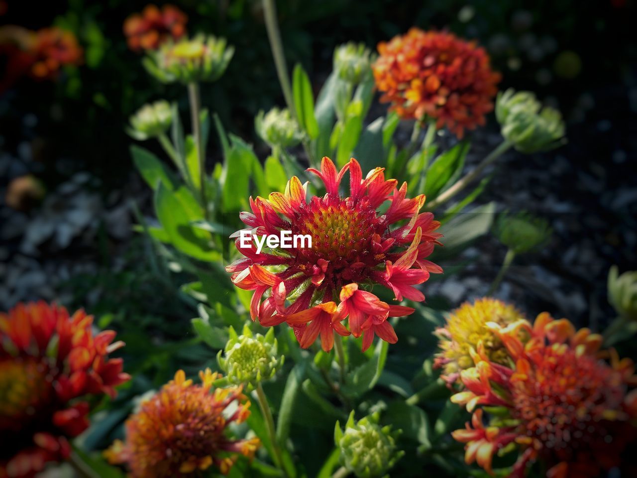 CLOSE-UP OF RED FLOWER