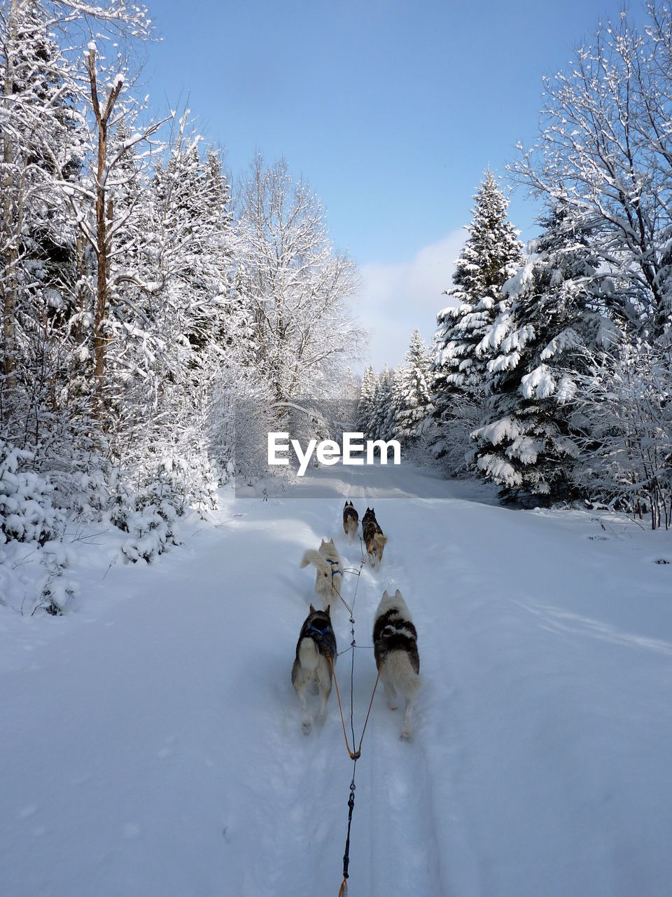 Sled dogs on snow covered field against sky