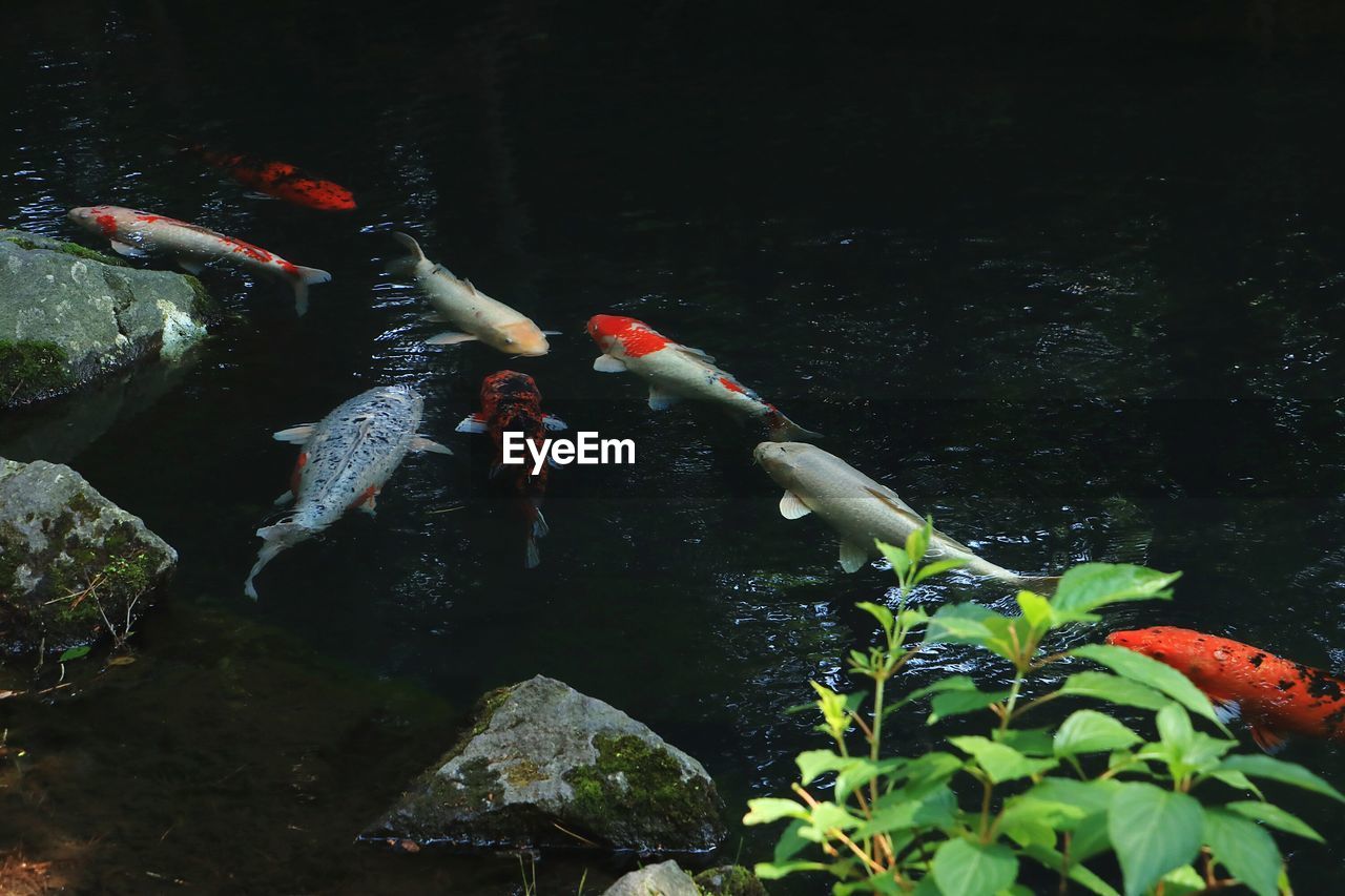 HIGH ANGLE VIEW OF KOI CARPS SWIMMING IN WATER