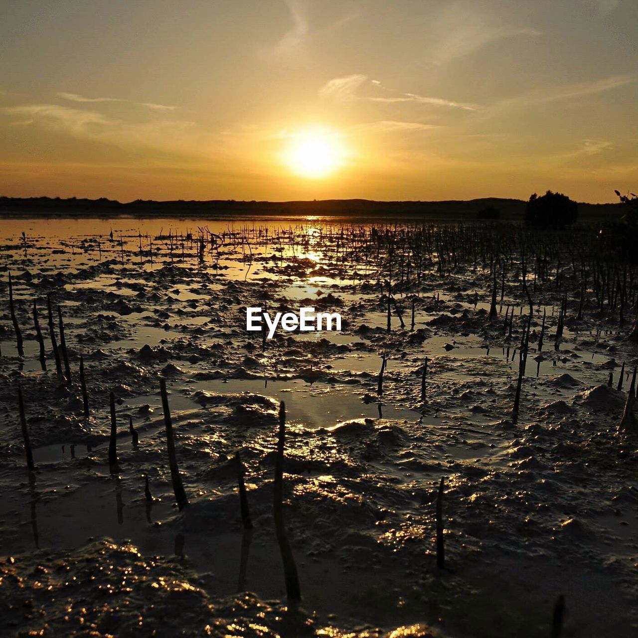 Mangroves growing in dirt during sunset