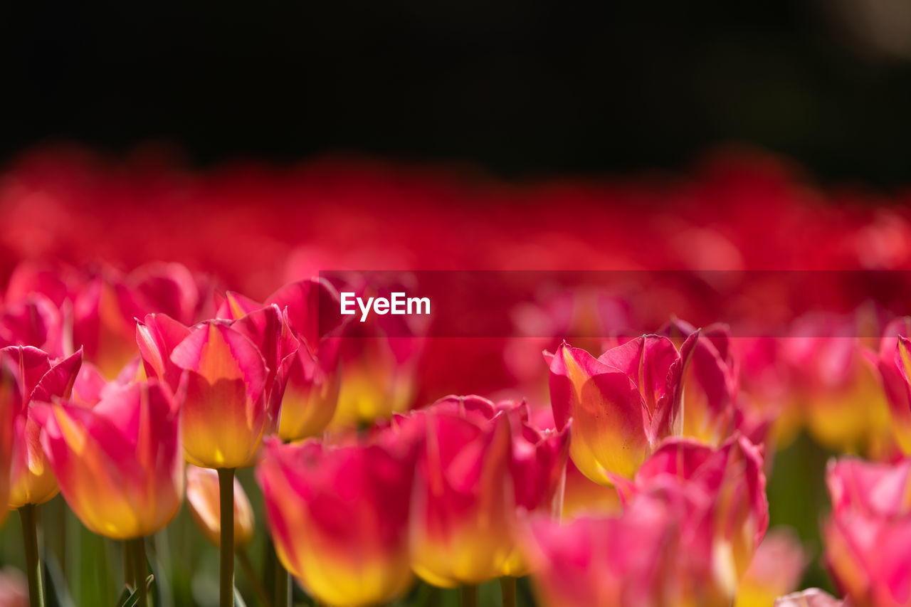 Close-up of pink tulips