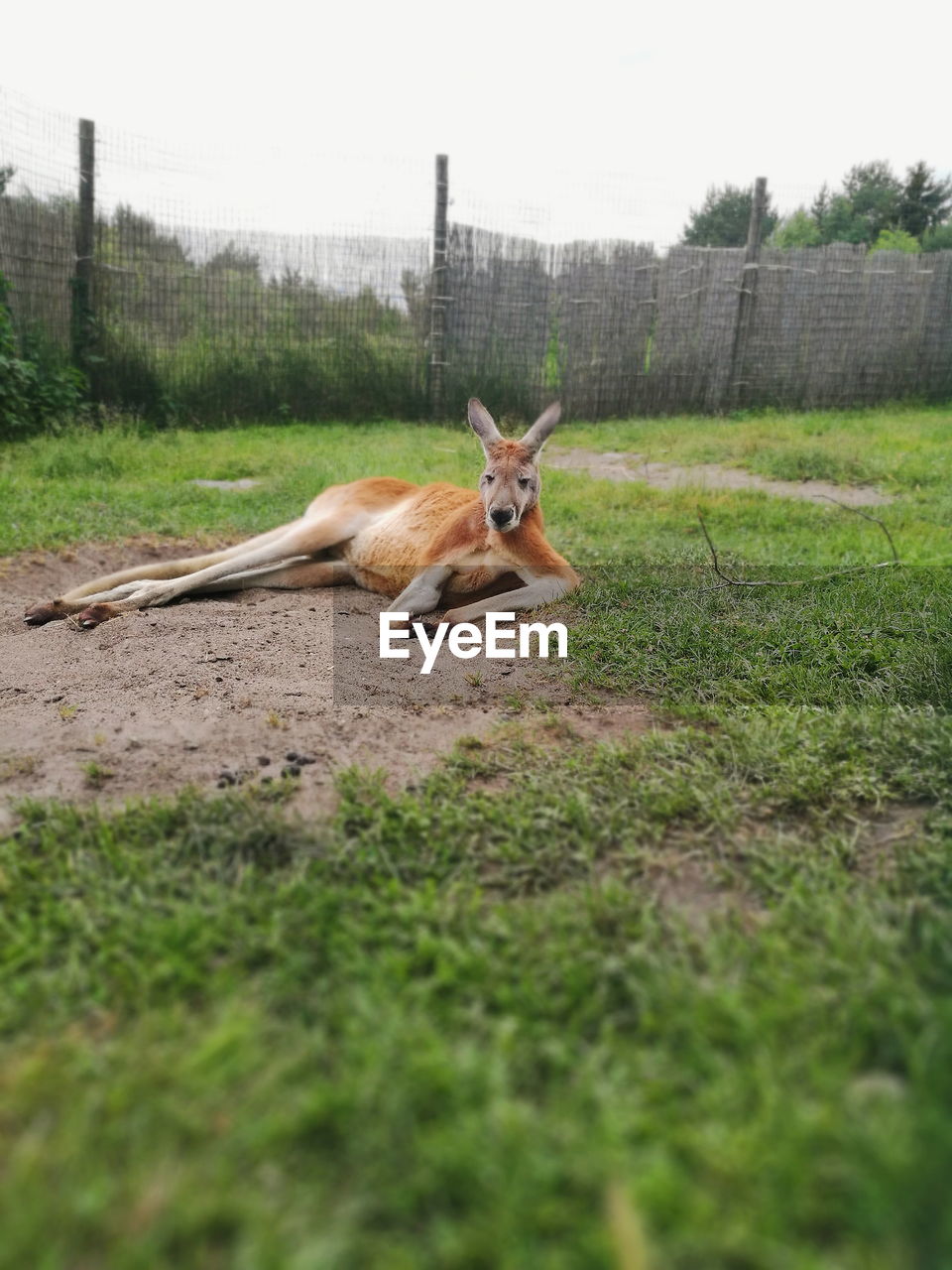 HORSE LYING ON GRASS