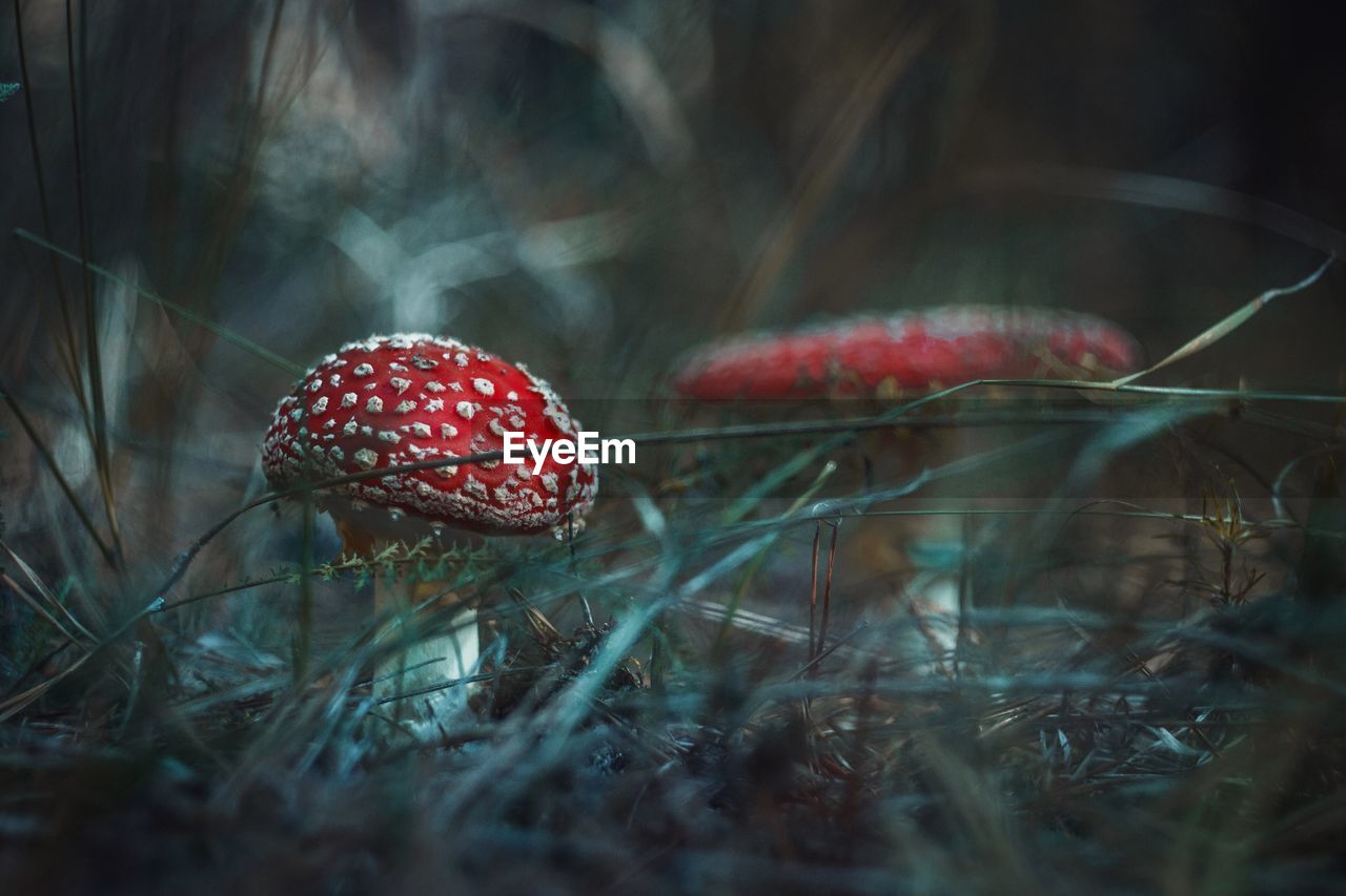 Close-up of red fly agaric mushroom growing on land