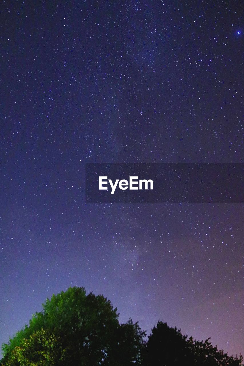 LOW ANGLE VIEW OF TREE AGAINST STAR FIELD