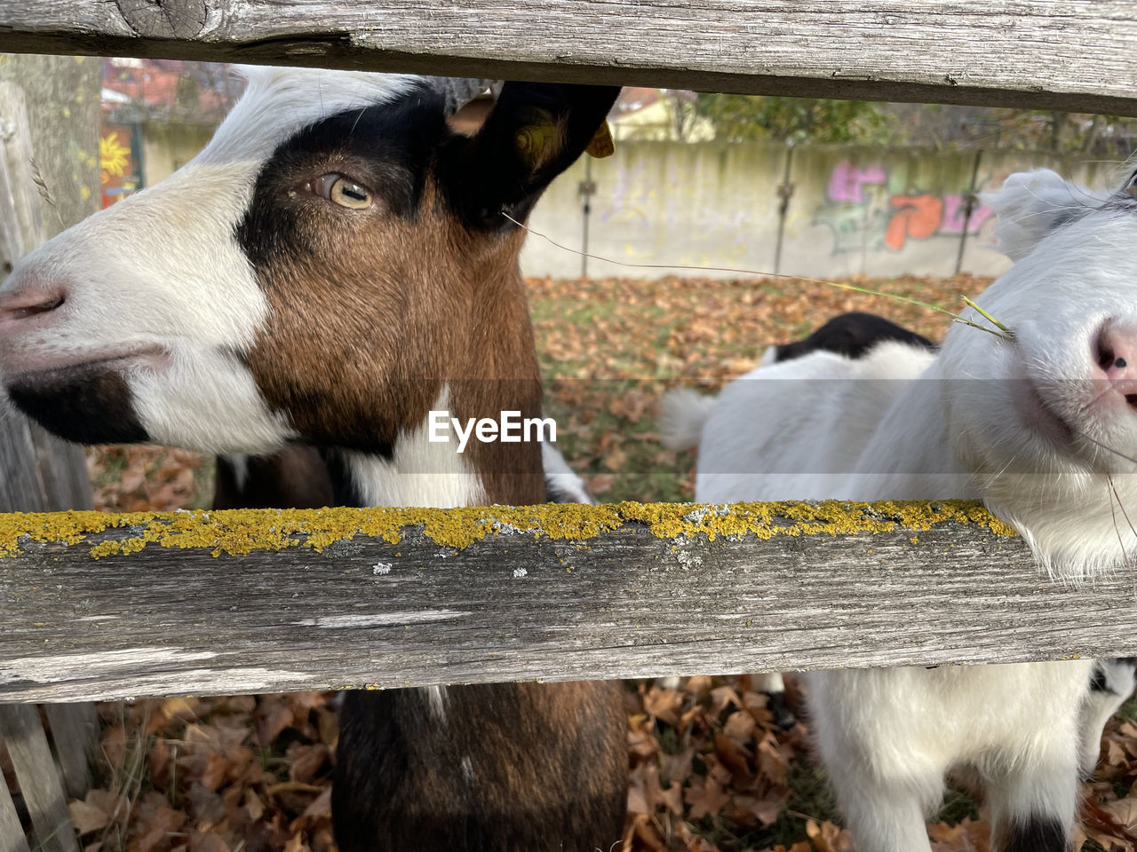 CLOSE-UP OF GOAT IN ANIMAL PEN