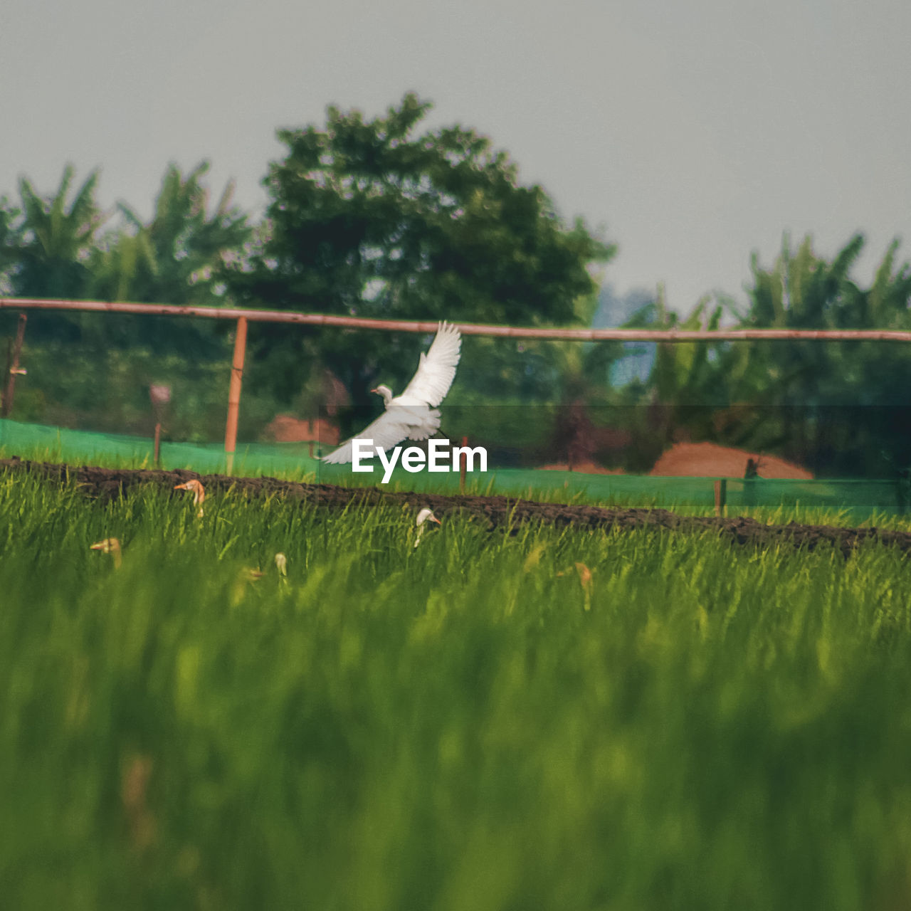 SURFACE LEVEL OF BIRD ON GRASS