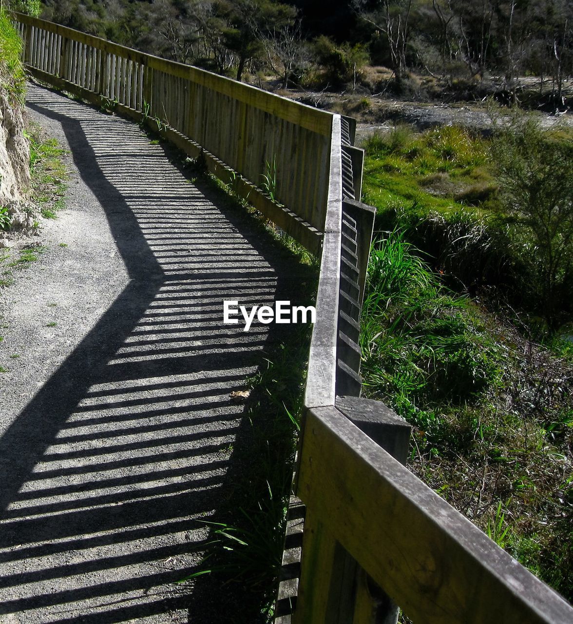 High angle view of walkway in forest