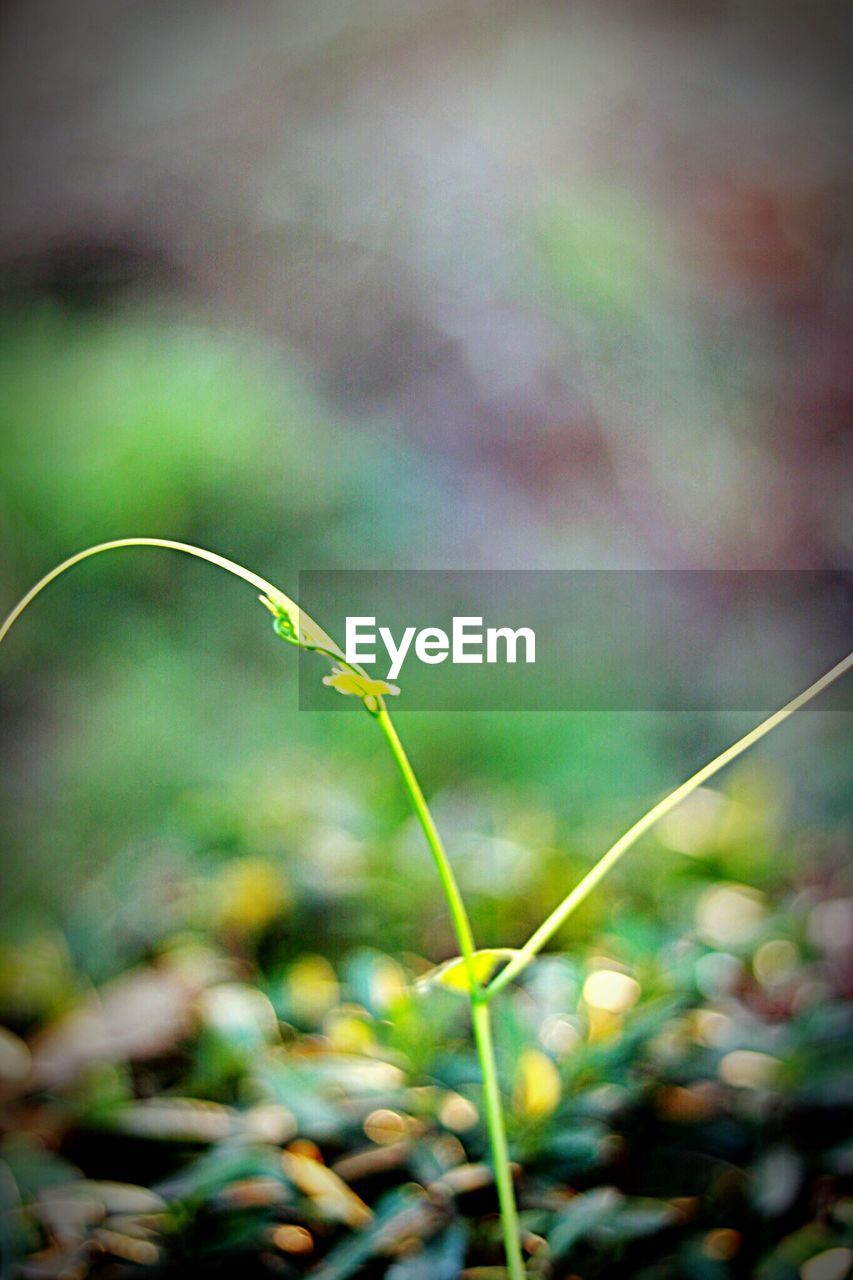 CLOSE-UP OF FRESH GREEN PLANTS