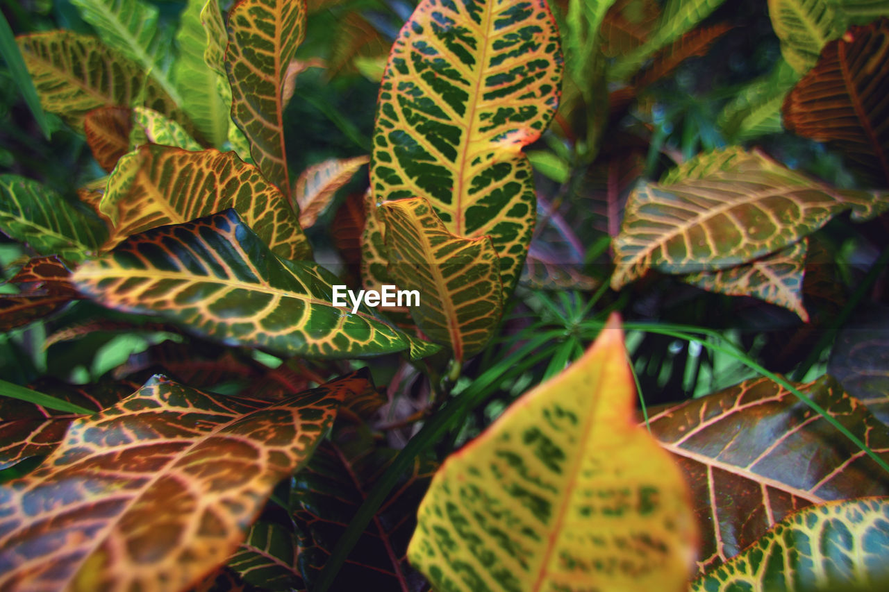 Full frame shot of leaves