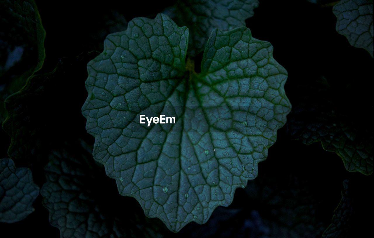 CLOSE-UP OF LEAF