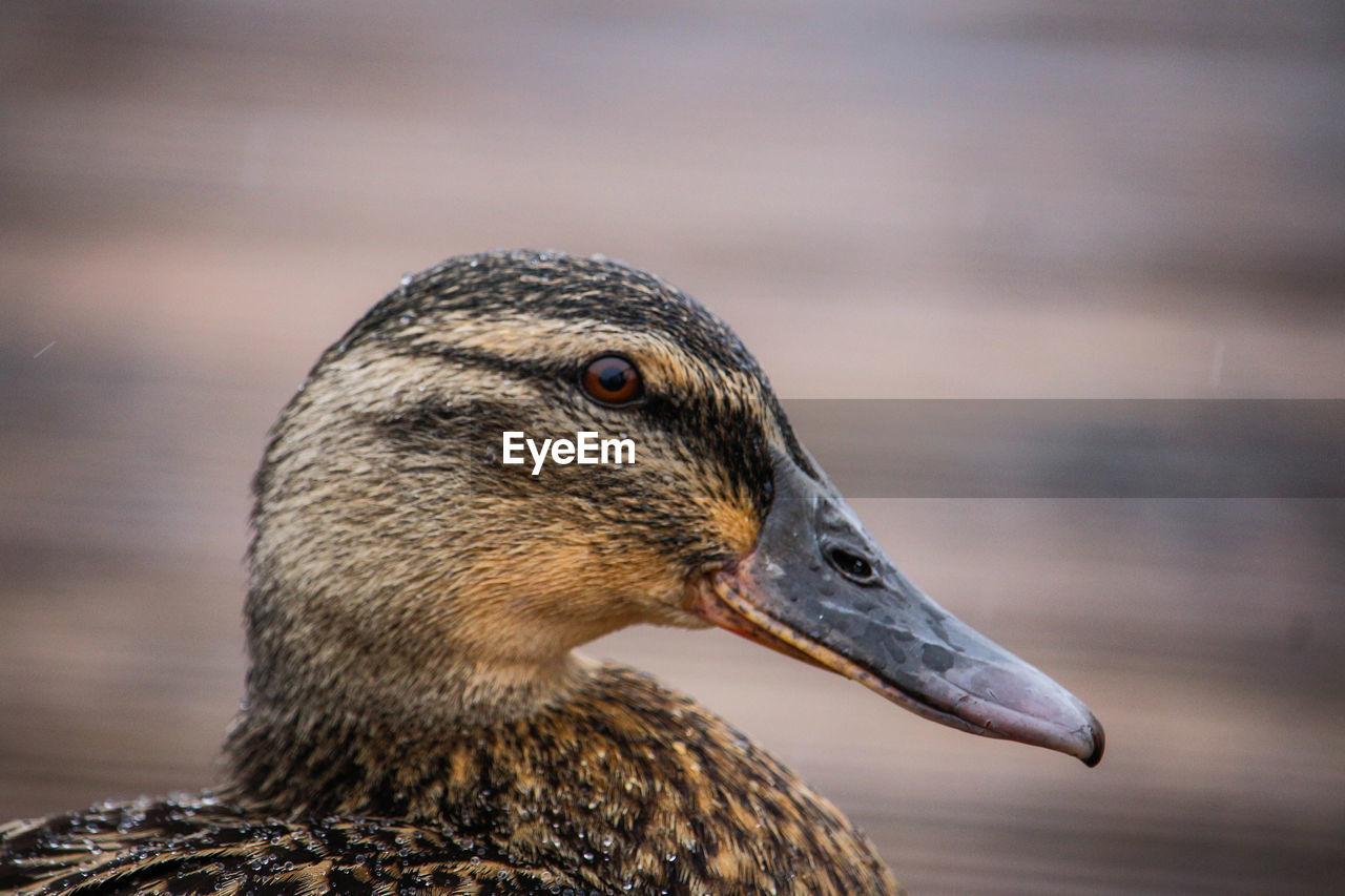 CLOSE-UP SIDE VIEW OF A BIRD