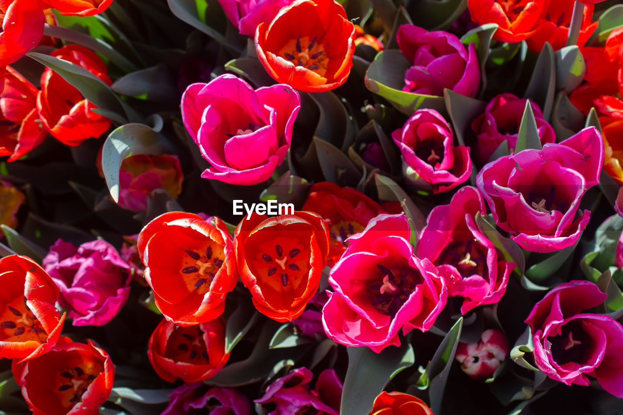 HIGH ANGLE VIEW OF RED TULIPS