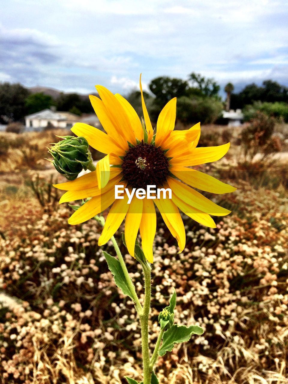 Close-up of insect on sunflower blooming on field against sky