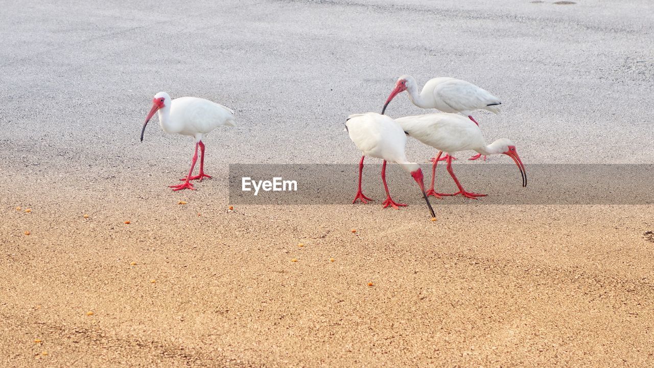 View of birds on beach